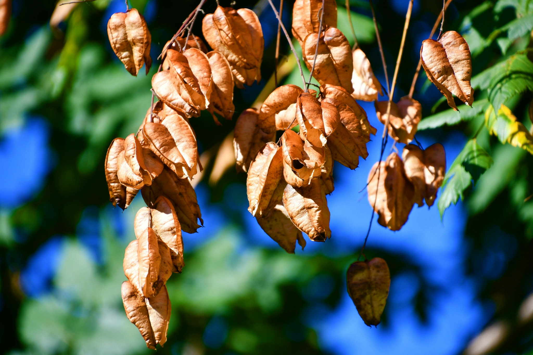 成熟的栾树果实,原创拍摄__财经头条