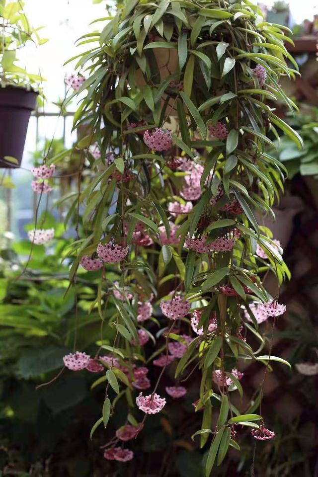 耐阴又爱开花的球兰—迷你贝尔,观叶,赏花又闻香,养护也简单