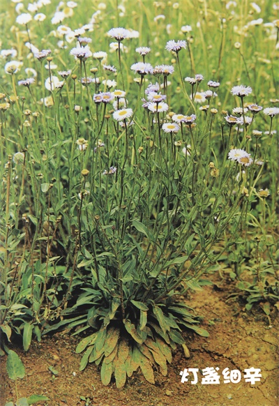 走进云南白药:揭秘药用植物园