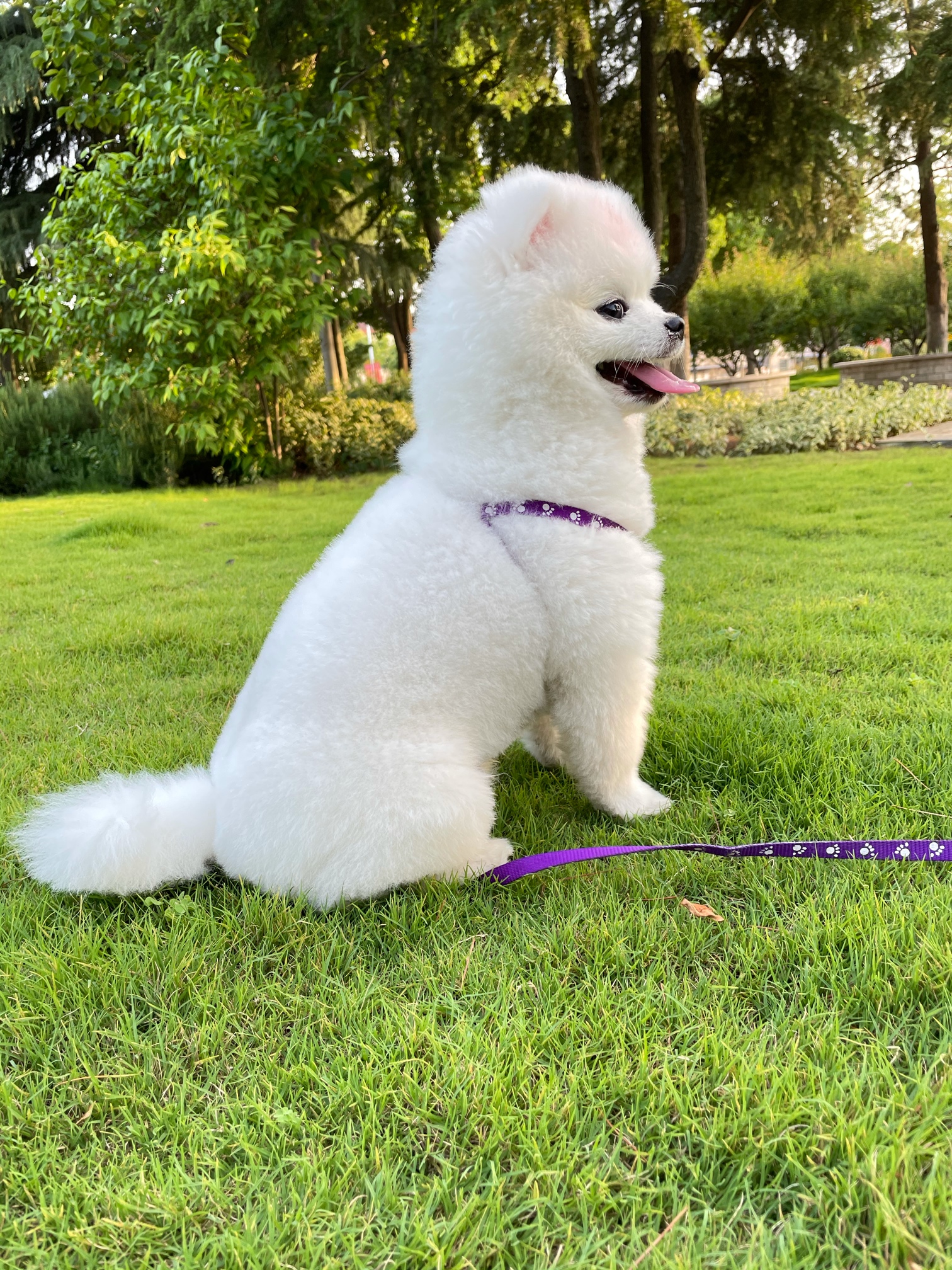 转让7个月大博美公子一只