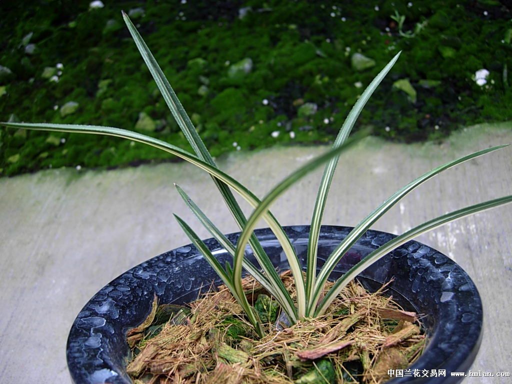 顶级蕙兰艺草摘星