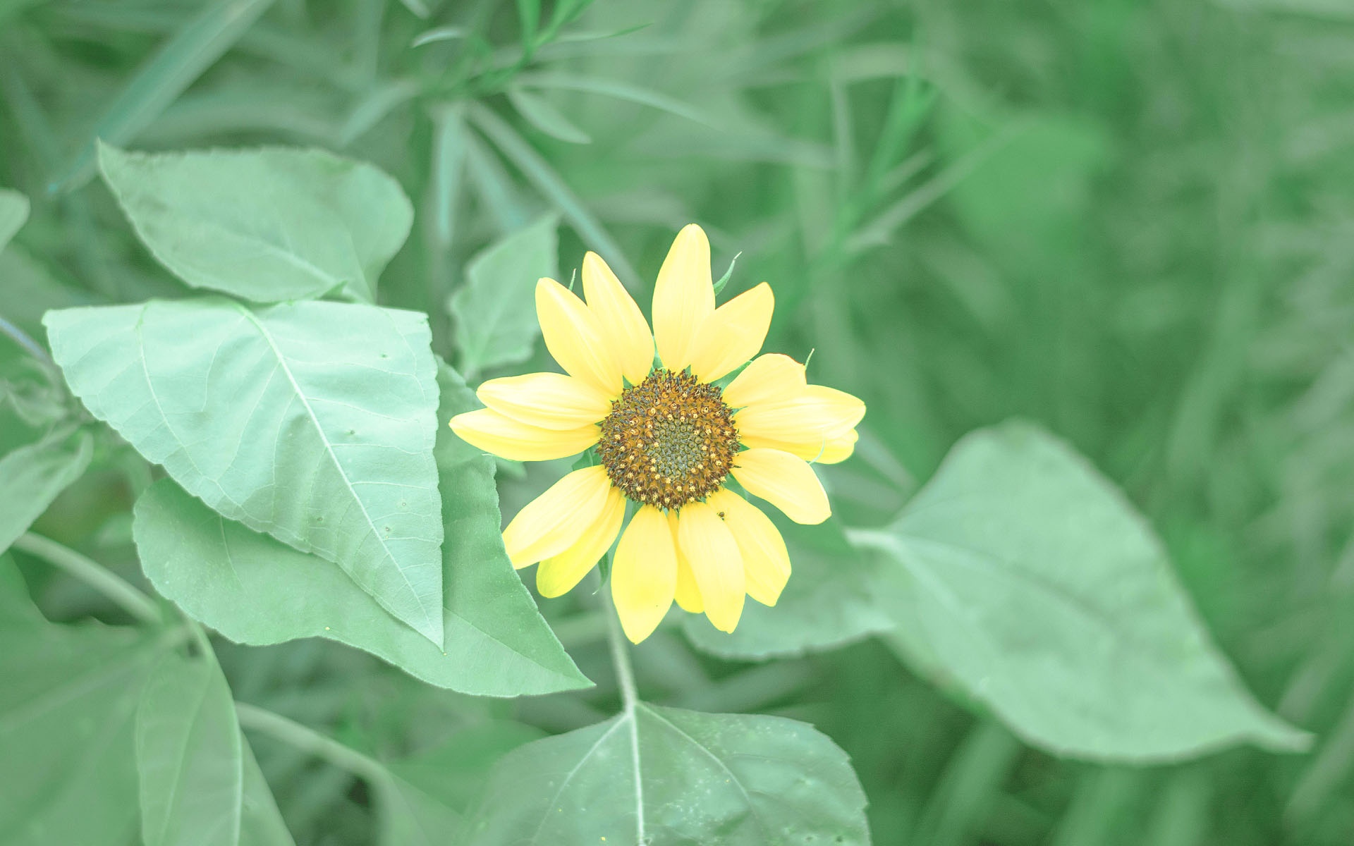 护眼的小清新背景,高清图片,电脑桌面-壁纸族