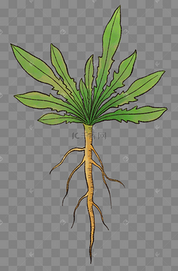 中草药板蓝根植物