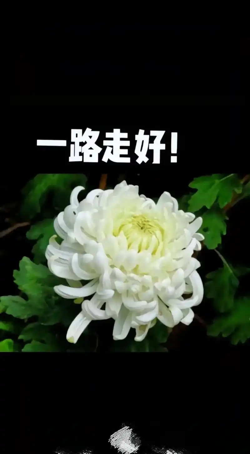 你不再疼痛了,愿天堂没有痛苦.一路走好. - 抖音