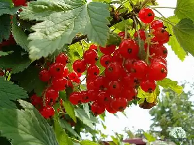 灯笼野果 - 福安屯村