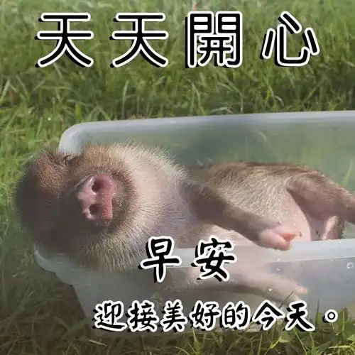 早上好祝福问候语大全早上好的句子带图片