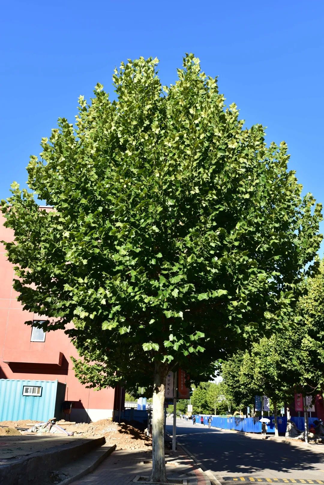 一球悬铃木 platanus occidentalis linn.