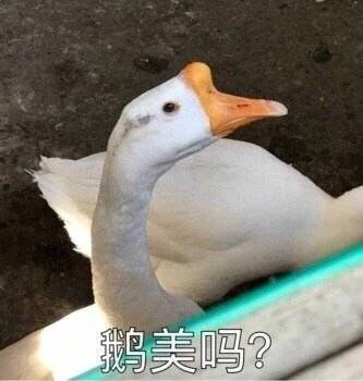 萌宠gif大鹅gif我美吗gif优雅gif呆萌gif可爱gif