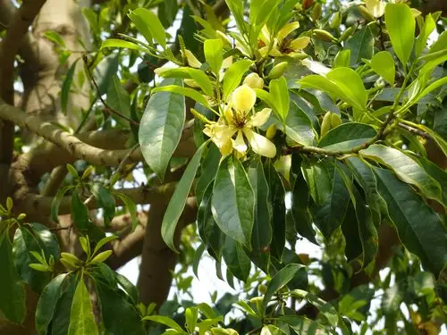 【乐昌含笑】 michelia chapensis dandy 【木兰科含笑属】