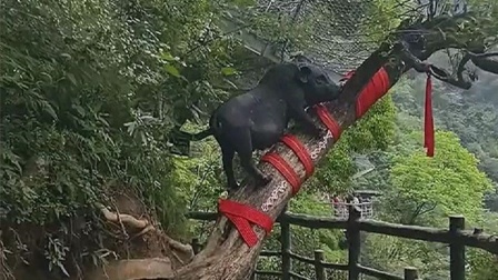 母猪上树,为啥一动不动!