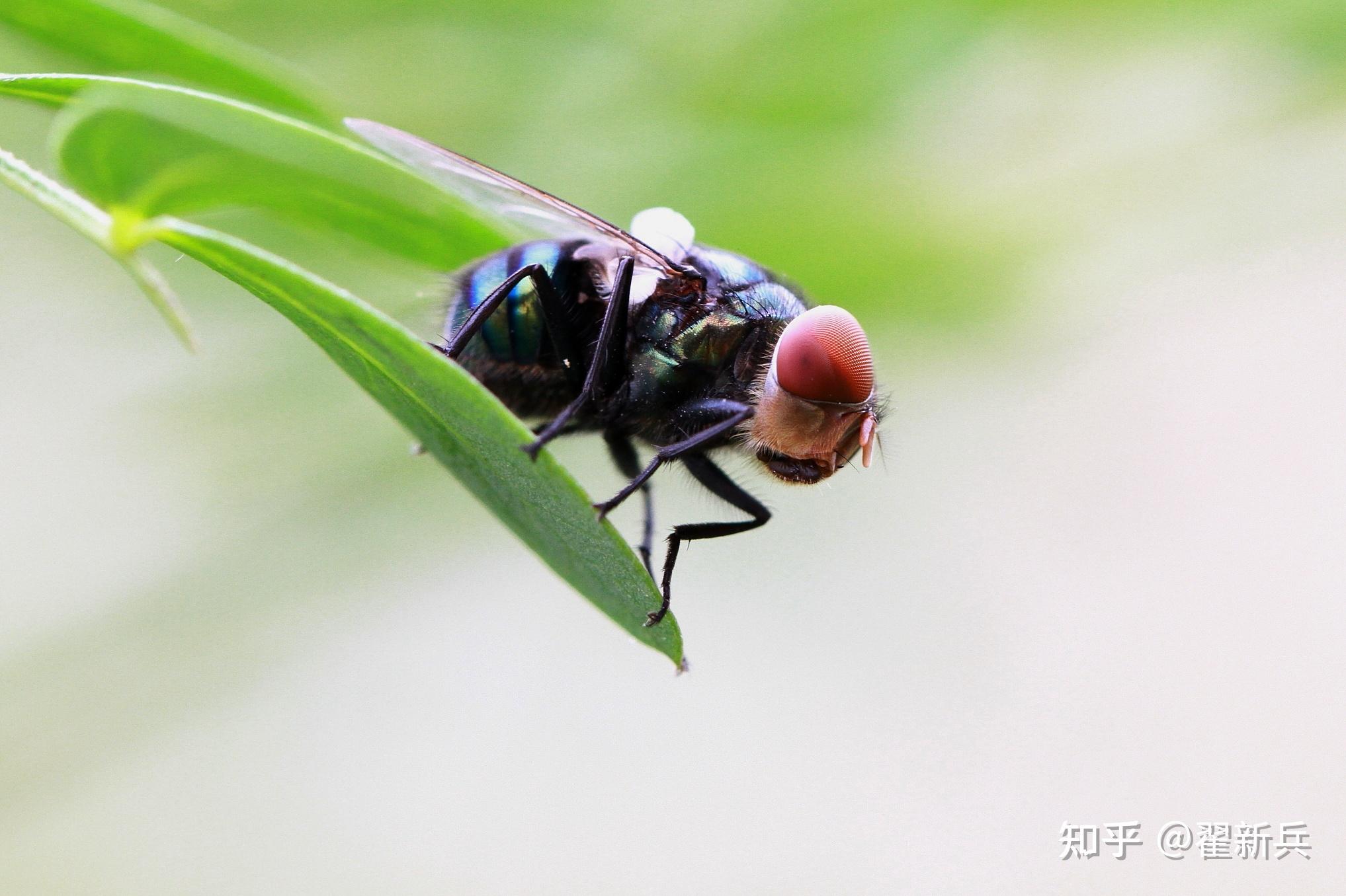 苍蝇也有可爱的权利
