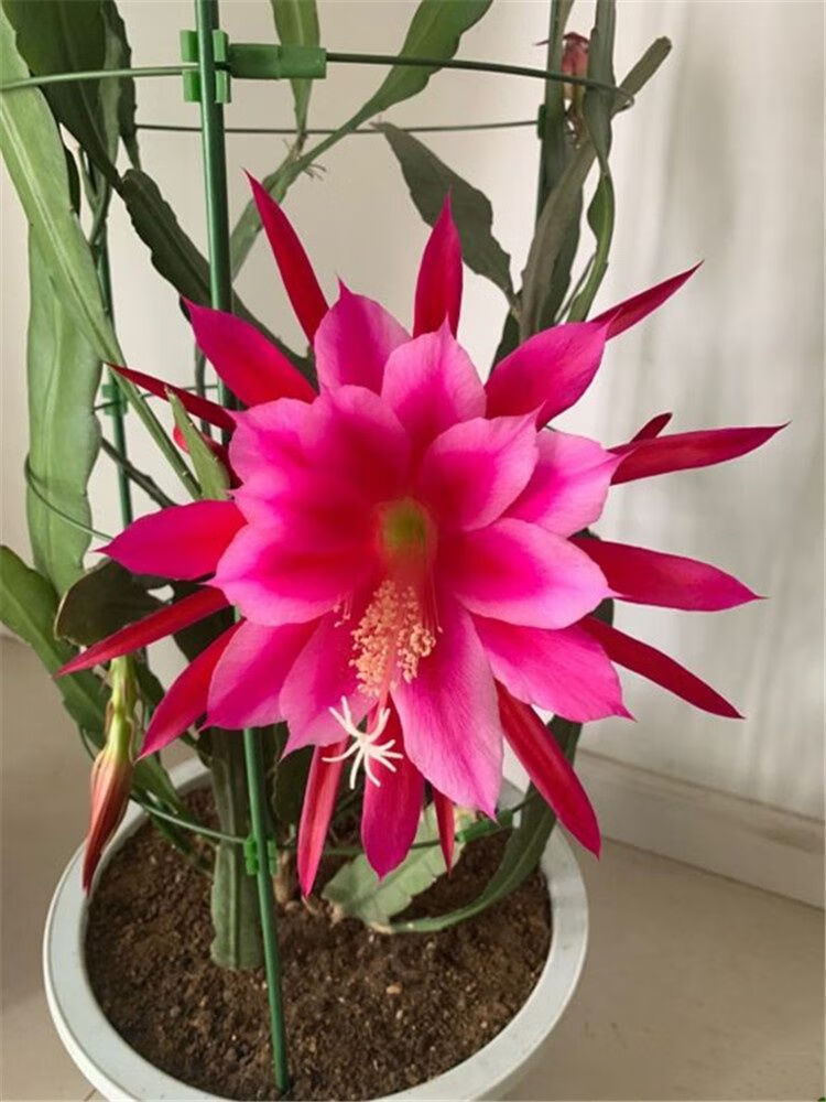 【精品绿植】粉色令箭荷花盆栽大花重瓣苗东北小粉玫红色鱼骨令箭荷花