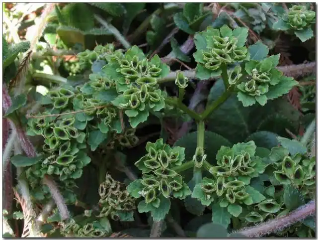 (《陕西中草药》)复方①治臁疮:鲜虎皮草适量,捣烂取汁,加雄黄或冰片