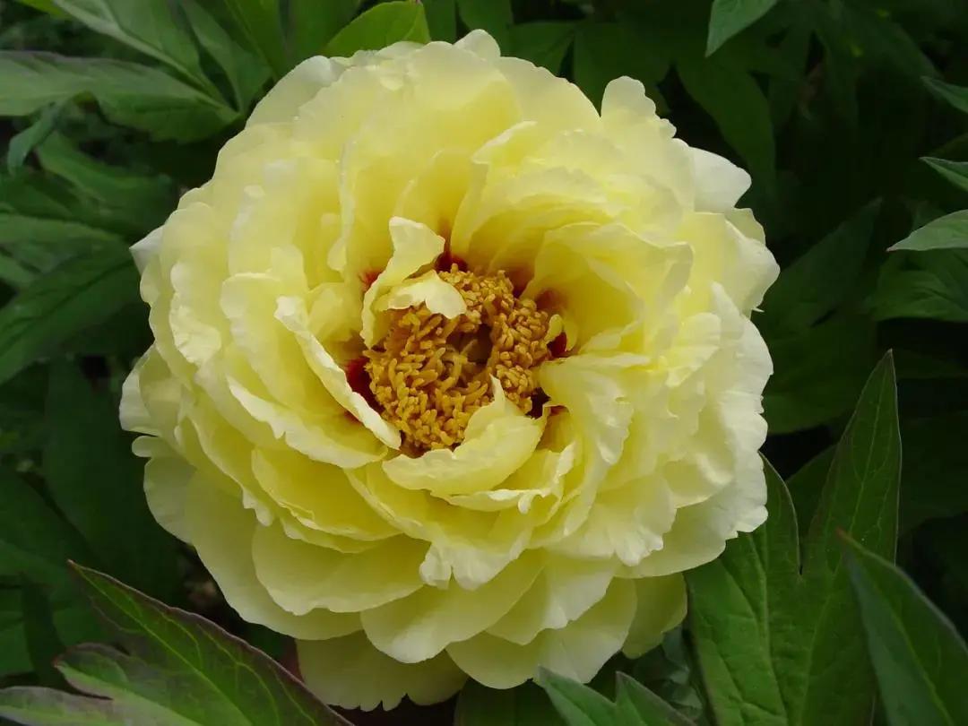 牡丹花快要开了,这几个著名的牡丹品种,记得去看看