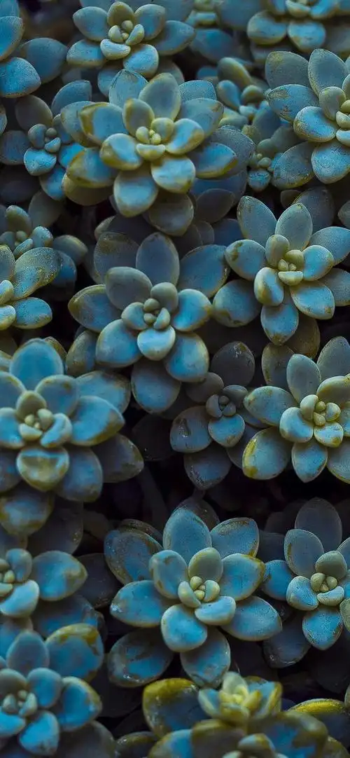 护眼壁纸|放慢脚步,感受生活的慢节奏