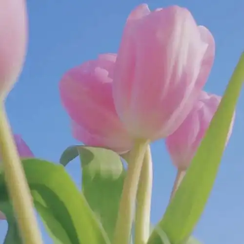 有没有适合妈妈用的微信头像呀