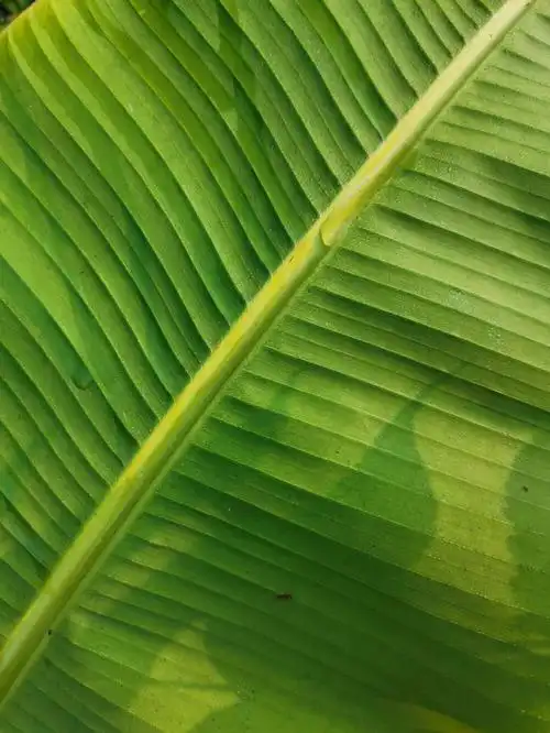 芭蕉叶