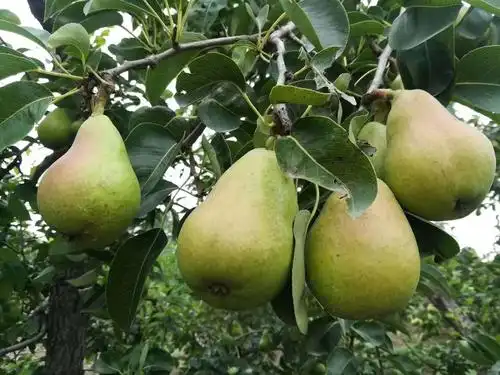 布朗3.8一斤,烟台梨5元一斤,香甜多汁的巴梨和布朗!