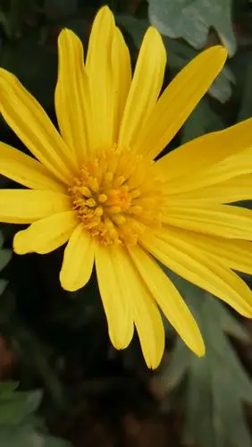 拍花快递〖3〗黄金菊 - 美篇