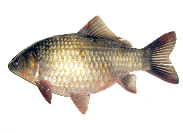 各种鱼图片大全大图侧扁头中大头顶上有一强嵴突