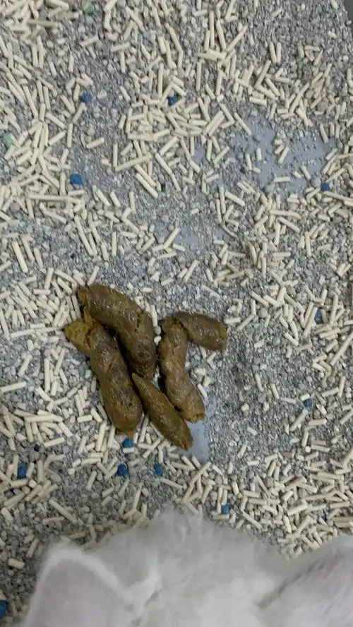 回应: 【讨论】想看看正常的屎是什么样的.