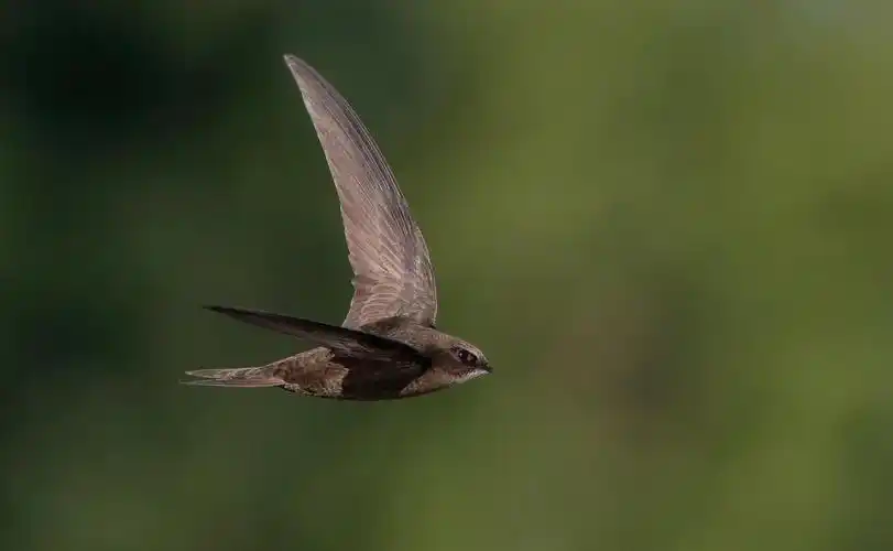 "北京雨燕"现高考题!揭秘"永不落地"鸟的传奇故事_北京日报app新闻
