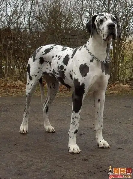 【转帖】喜欢狗狗的不进来就亏大了