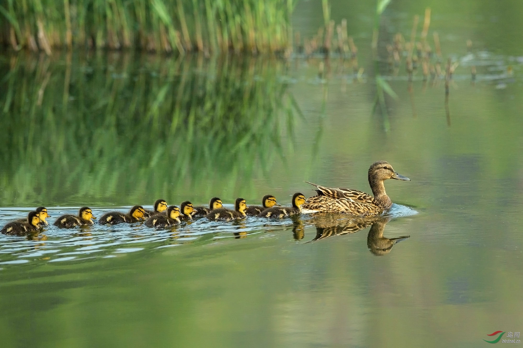 母鸭带小鸭(绿头鸭)