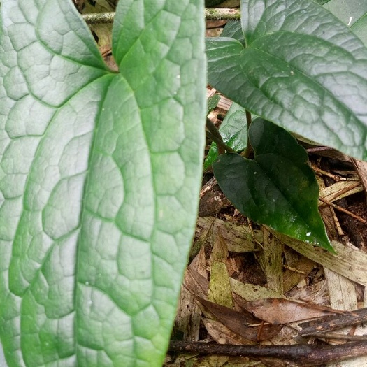 老虎草 绝佳盆景可药,诚招园林花卉合作商,识货有能力的发大财