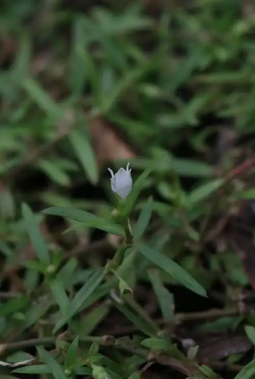🌿蛇舌草的童年记忆🍵