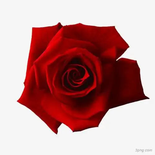 红玫瑰png素材透明免抠图片动植人物