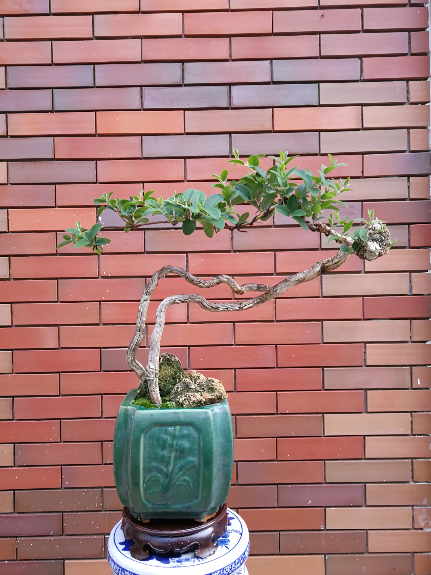 观根盆景一一金银花