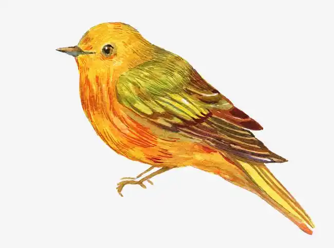 卡通手绘可爱的小鸟