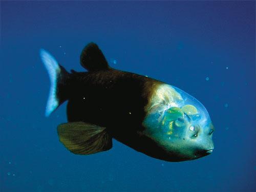 nasa最爱大头飞机sg,能装2台飞机3颗卫星,形似管眼鱼