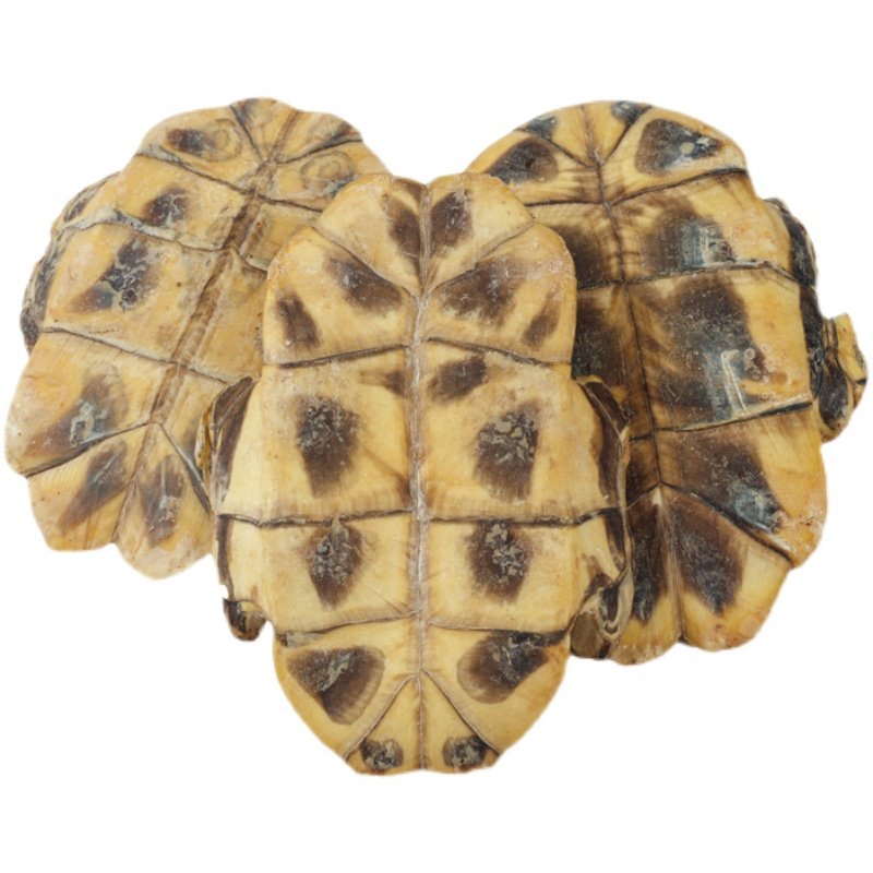 龟板中药材店铺500g包邮生龟甲另售鳖甲中草药大全其他药食同源食品