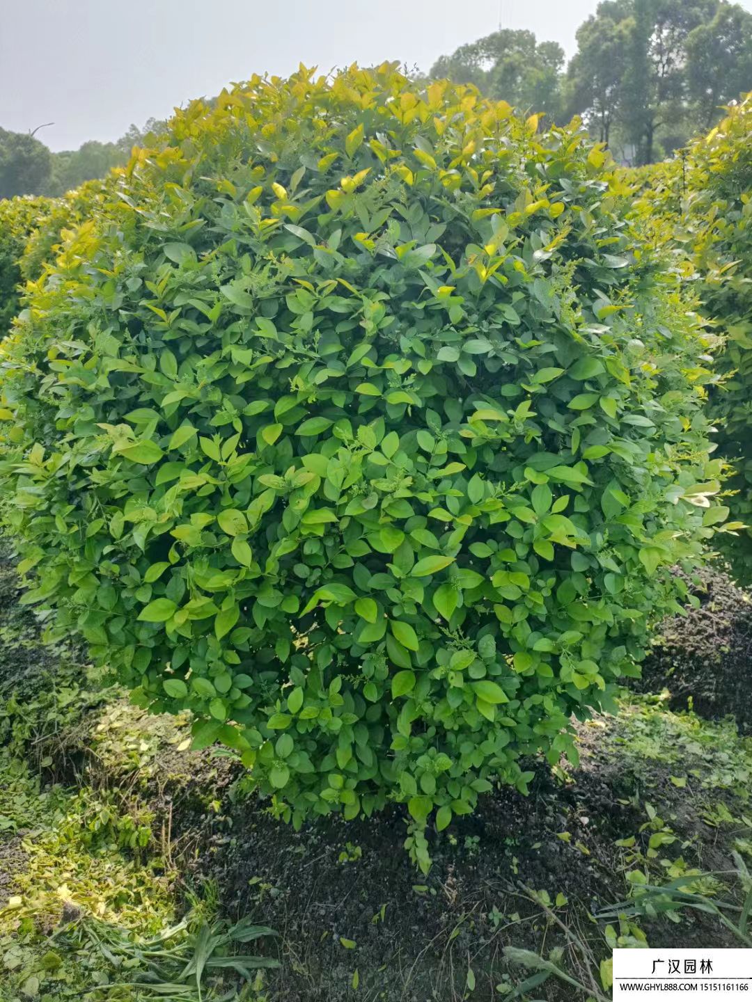 金叶女贞球的胸径一般是多少_百问百答_沭阳县广汉园林苗木场