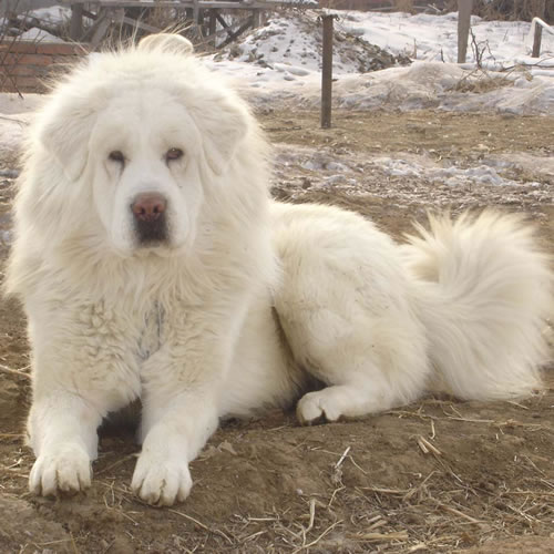 宠物狗那个种类毛漂亮,还凶猛可爱