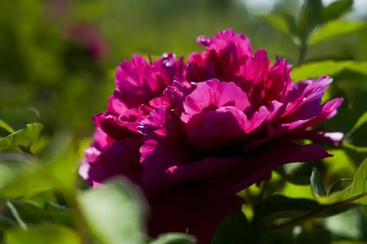 唯有牡丹真国色,花开时节动京城