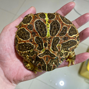 出售成体钟角蛙,都是两年三年的蛙不养钟角了全部出掉,两图一蛙