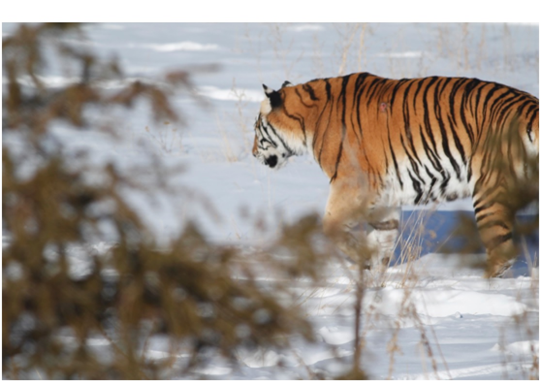 新疆虎 2022 马鸣 摄.jpg