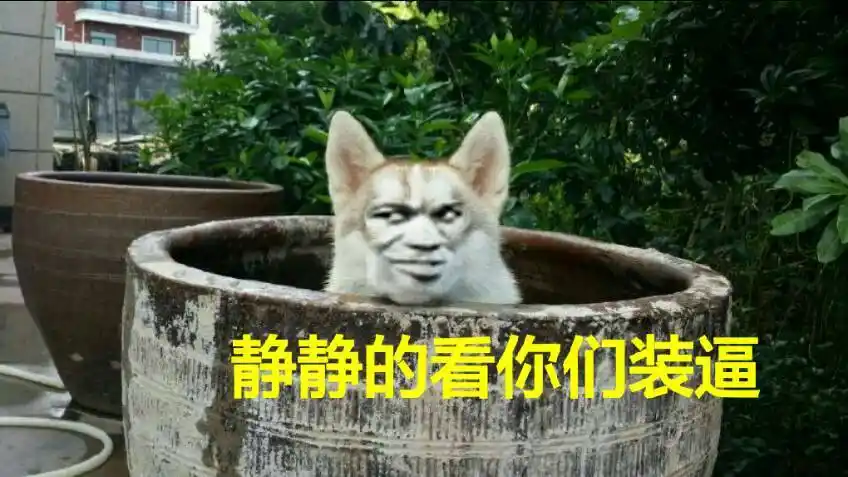 静静的看着你们装逼!(教皇小狗躲水缸里头)