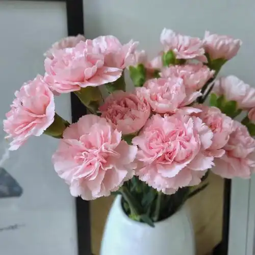 康乃馨粉佳人叁拾