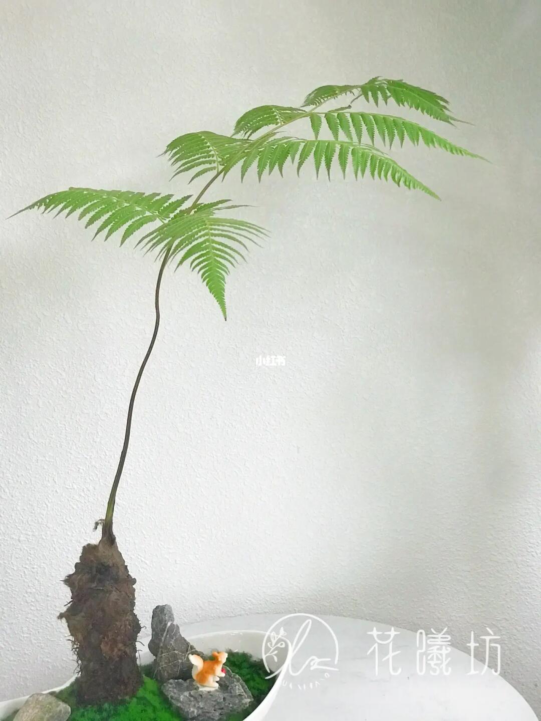 金毛狗蕨_金毛_书房_家居_茶室_玄关_家居家装_家居装饰_花艺