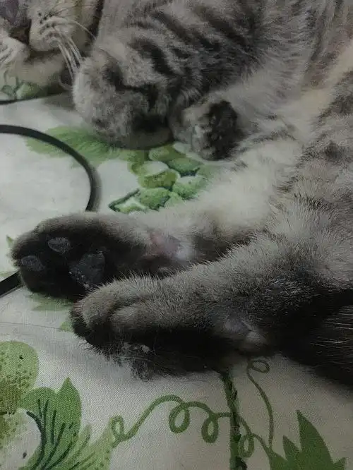 我家折耳猫发病了