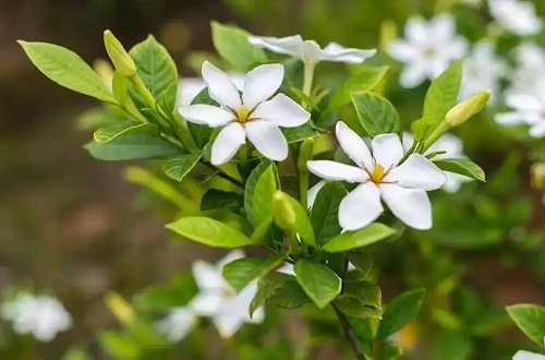 山上的野生黄栀子花开了,淡淡的清香扑面而来