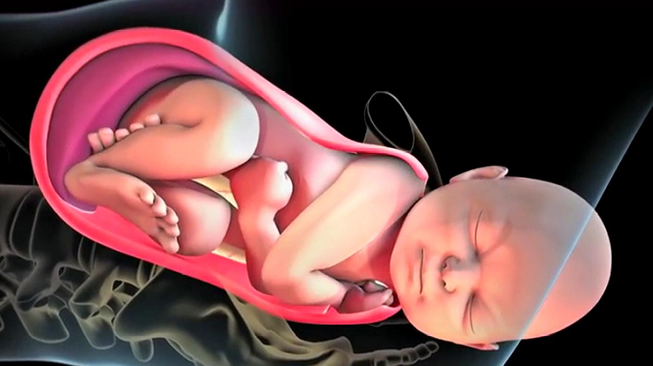 3d动画模拟全过程,看完心酸不已,母亲真伟大