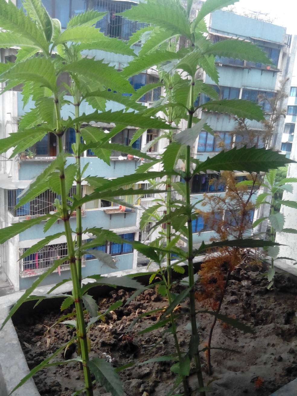 冬虫夏草是生长在极寒的位置的  本回答由提问者推荐 评论 0 0 其他