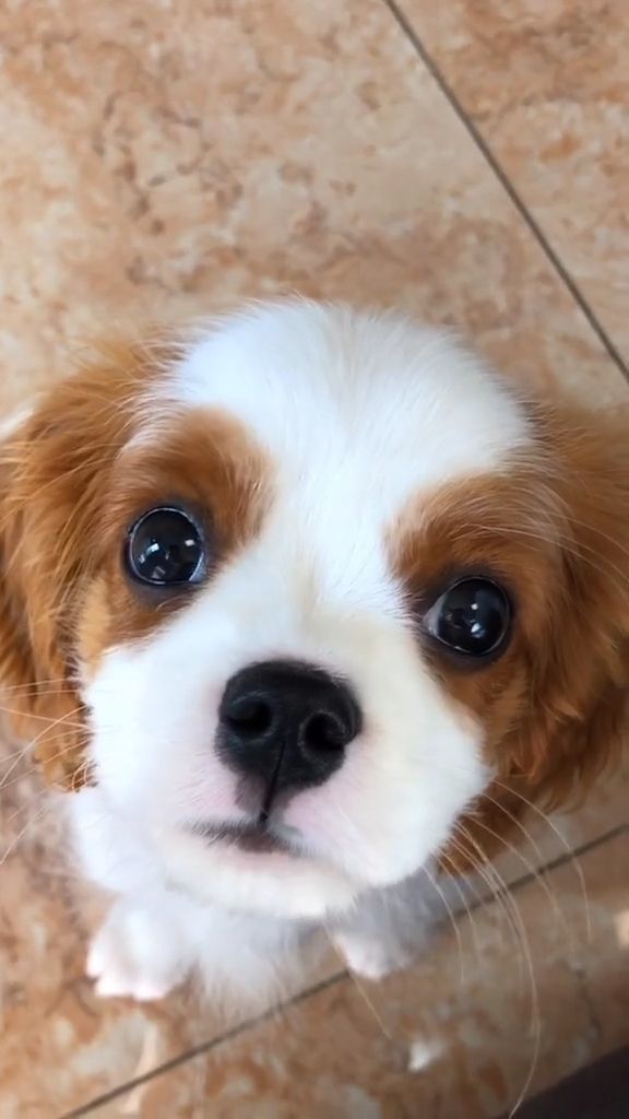 每次它闯了祸,看到它无辜的大眼睛,我就没办法生气了