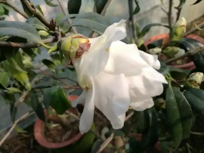 老边茶花2017季(一)