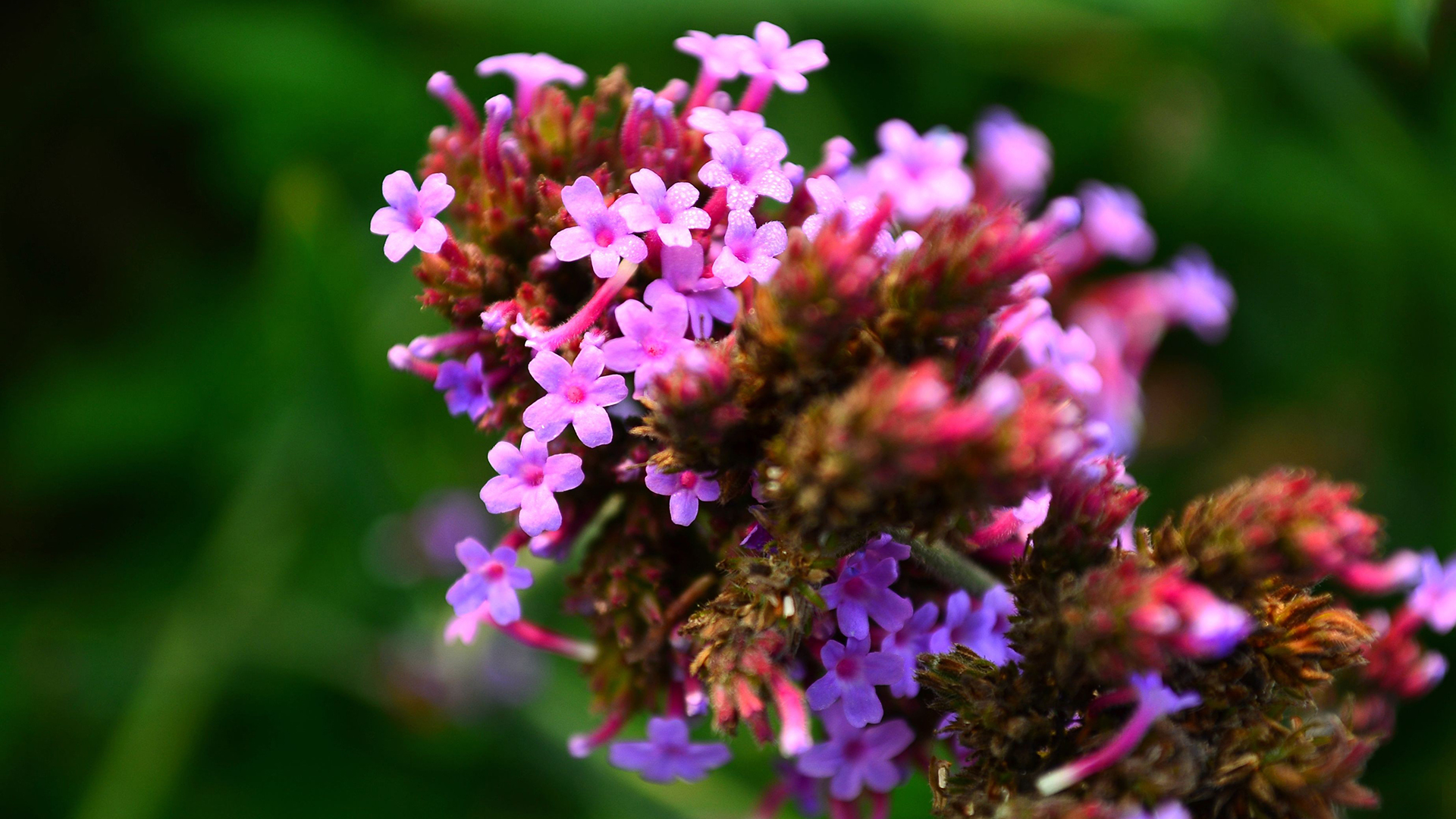 马鞭草高清植物图片1080p桌面壁纸